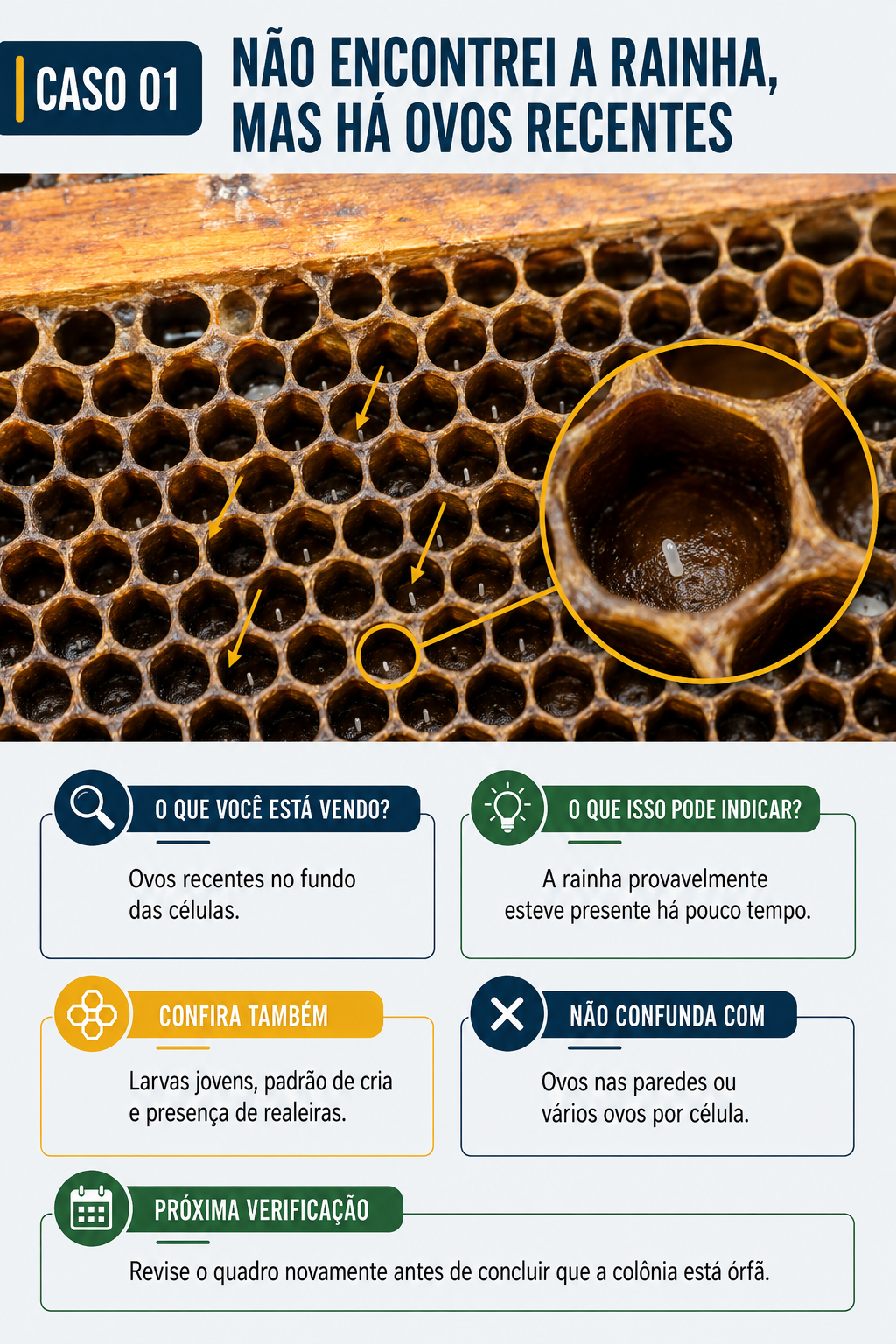 Caso visual de inspeção da colmeia