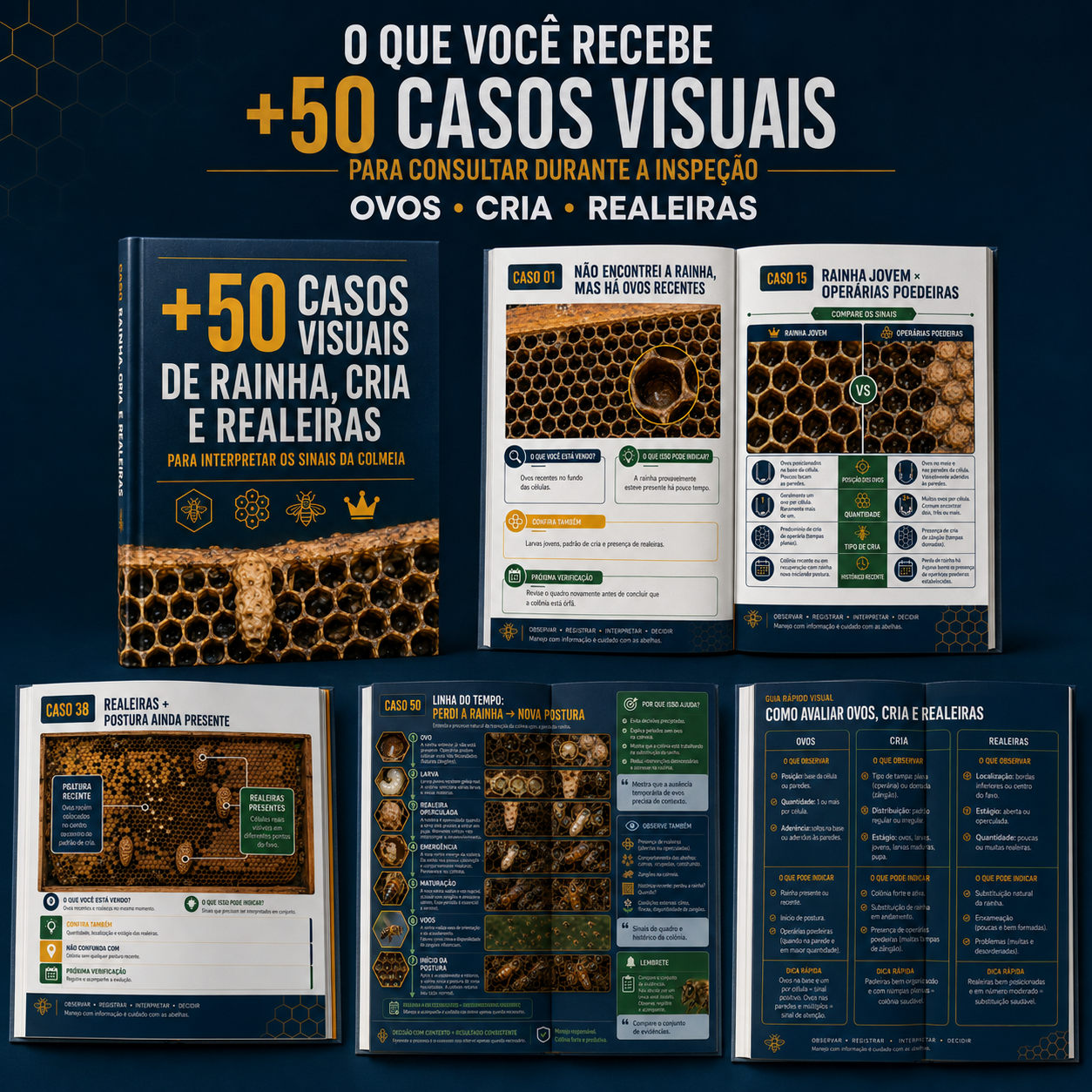Material completo de casos visuais de apicultura